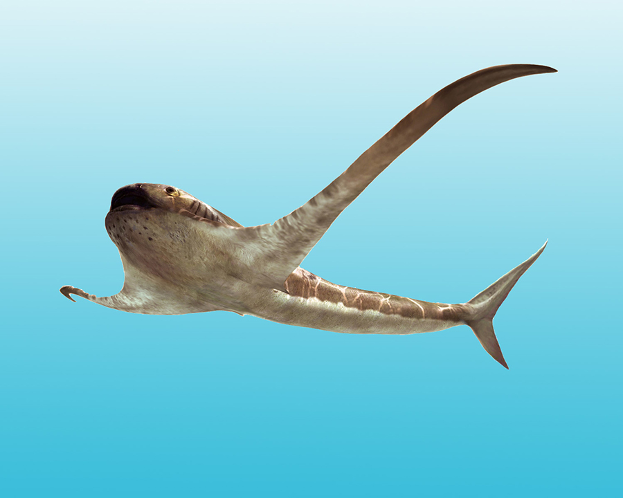 Life reconstruction of Aquilolamna milarcae. Image credit: Oscar Sanisidro.