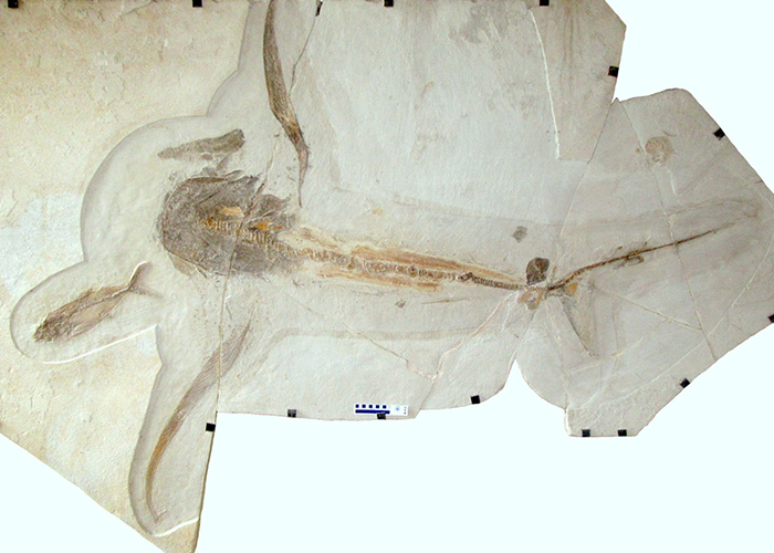 Fossil of Aquilolamna milarcae found in the limestone of Vallecillo, Mexico. Image credit: Wolfgang Stinnesbeck.