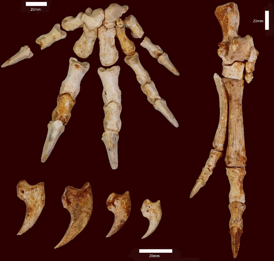 Exquisite preservation of hands and feet of Congruus kitcheneri from the Nullarbor Plain of Western Australia. Image credit: Natalie Warburton, Murdoch University.