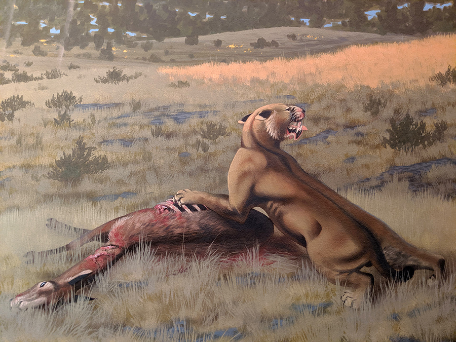 An artist’s depiction of Machairodus lahayishupup eating Hemiauchenia, a camel relative. Image credit: Roger Witter.