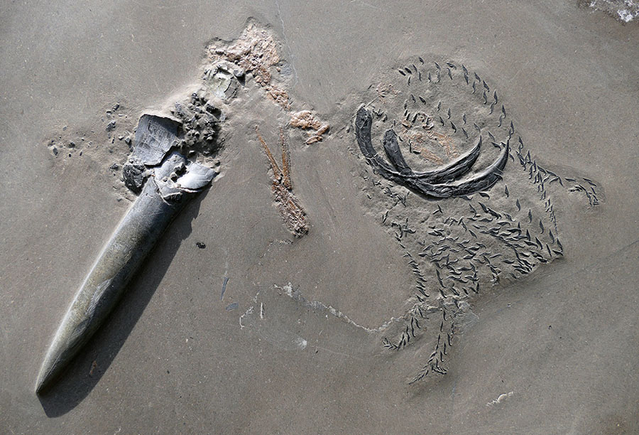 The belemnite Passaloteuthis bisulcata with preserved arm crown and remains of its prey. Image credit: Klug et al., doi: 10.1186/s13358-021-00225-z.