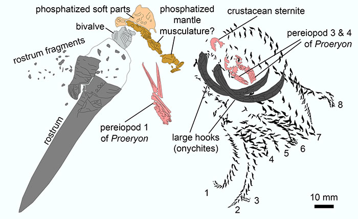 Camera lucida drawing of the fossil. Image credit: Klug et al., doi: 10.1186/s13358-021-00225-z.