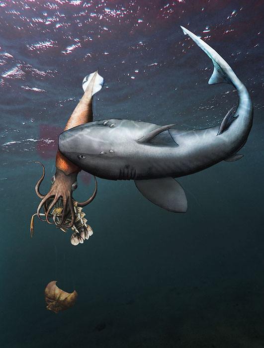 Possible scenario explaining the taphonomy of the belemnite: Hybodus hauffianus is known to have fed on belemnites, although it is unclear whether some individuals learned how to avoid the swallowing of the calcitic rostrum; the belemnite Passaloteuthis laevigata holds remains of the exuvia of Proeryon in its arm crown. Image credit: Klug et al., doi: 10.1186/s13358-021-00225-z.