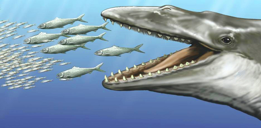 An artist’s reconstruction of Aetiocetus weltoni. Image credit: C. Buell.
