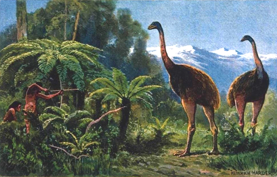 Moa browsed trees and shrubs within the forest understorey. Image credit: Heinrich Harder.