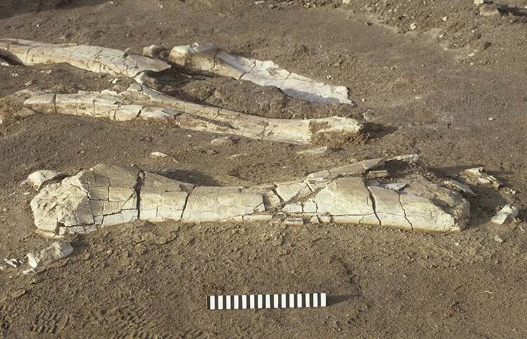 Even the largest dinosaur bones can be fragile and fracture. These sauropod bones were found in the Sahara Desert in the 1980s.