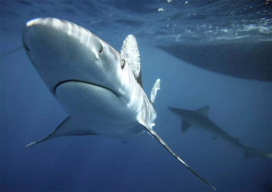 Sandbar sharks swim around during a cageless shark dive tour in Haleiwa, Hawaii. Sandbar sharks are among the popular carcharhiniformes order. HUGH GENTRY/REUTERS