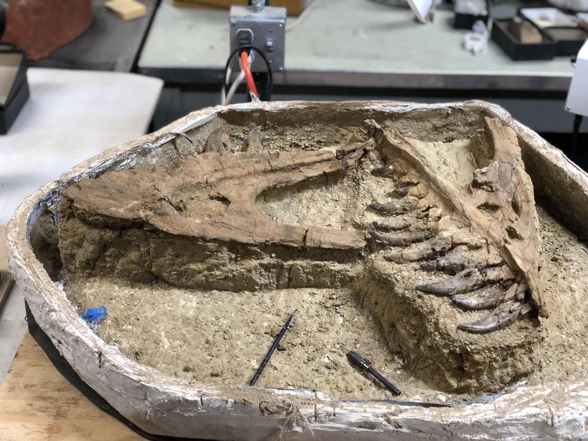 After being cleaned up in the lab, this fossil unearthed from Montana reveals the jaw and teeth of what could be a teenage Tyrannosaurus rex.  University of Kansas