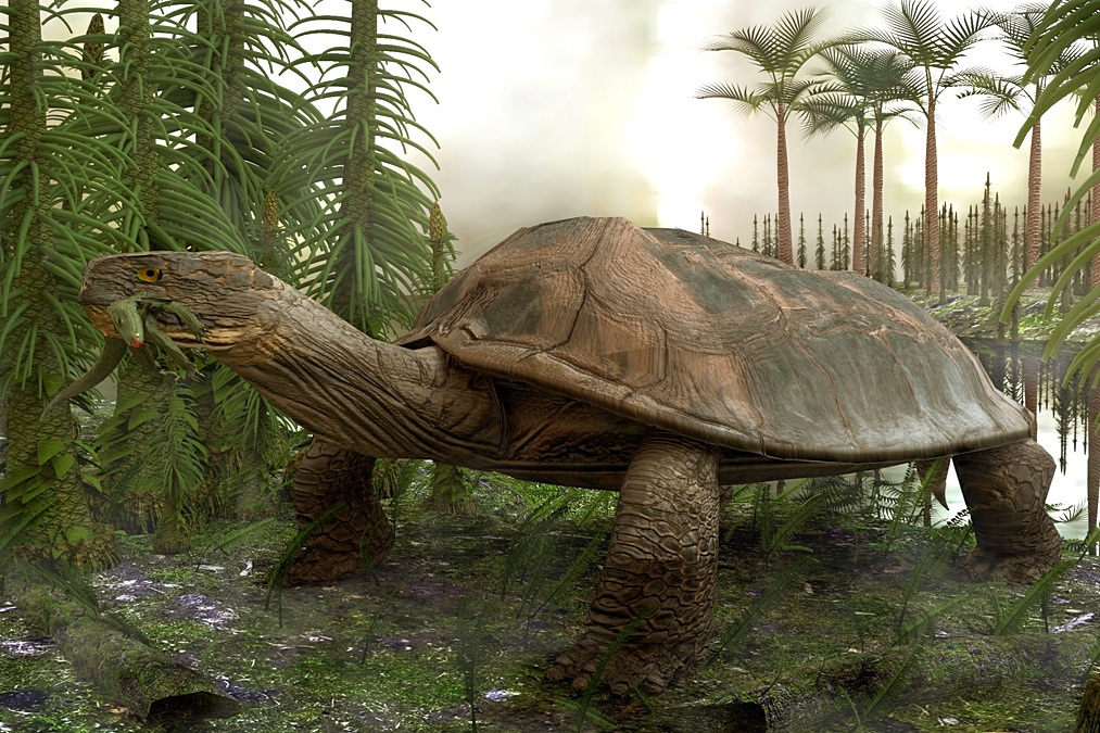 The enormous freshwater turtle, that existed around 60 million years ago, is depicted here having just snapped up a crocodylomorph from a patiently awaited lakeside ambush. The adult turtle would have been about the same size as a Smart car, and the shell could have been inverted and used as a kiddie pool. Fossil evidence suggest that the jaws were very powerful and most likely would have crushed mollusks and crocodiles with a single snap. Its large size would have made it virtually impervious to attack from the larger crocodillian species of the era. The turtle evolved in a period after the dinosaurs. This is only an artistic depiction since there is not much fossil remains at this time.