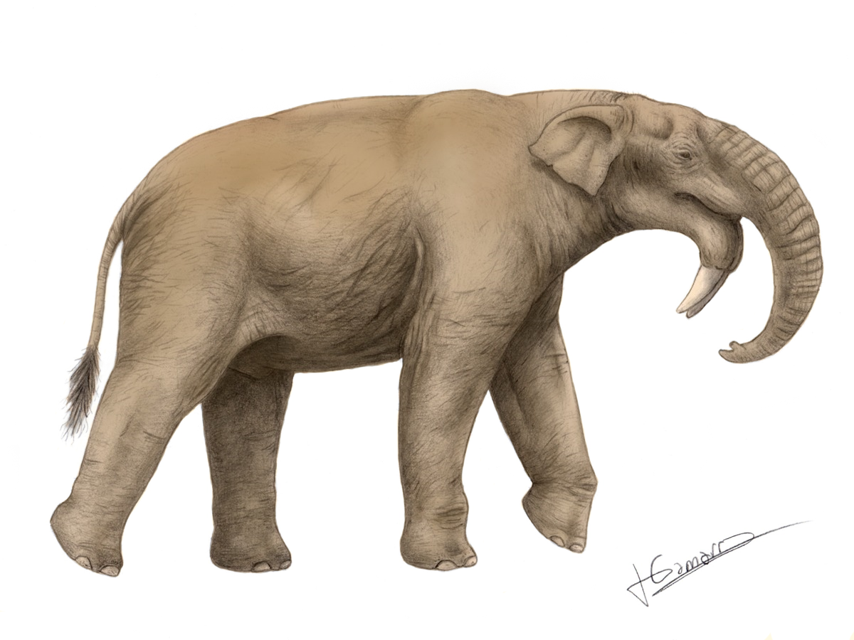 Restoration of Deinotherium bozasi