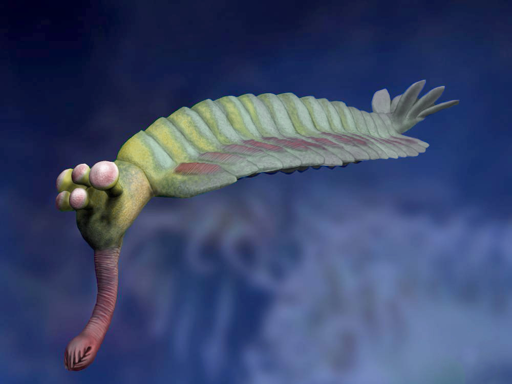 Restoration of Opabinia regalis