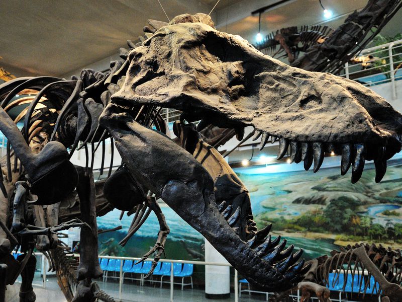 A Tyrannosaurus Rex head on display in Beijing. The country’s fossil boom has resulted in a bevy of options for tourists seeking pterosaurs, feathered dinosaurs and early bird specimens. (Gabbro / Alamy)