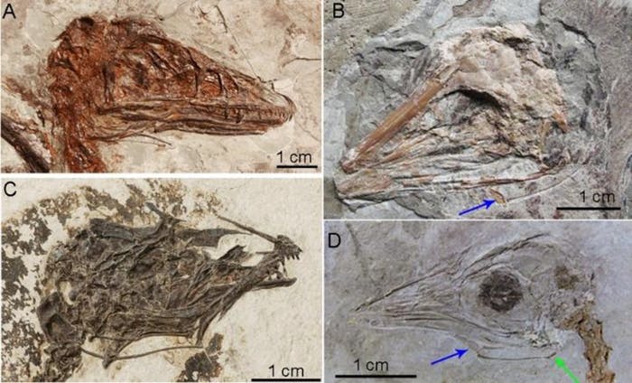 The blue and green arrows point to the hyoid apparatus in the fossils. 