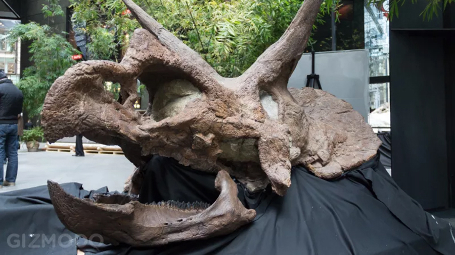 This 95%-complete Triceratops skull was discovered by Jason Phipps, Clayton's brother. These guys have a knack for fossil finding.