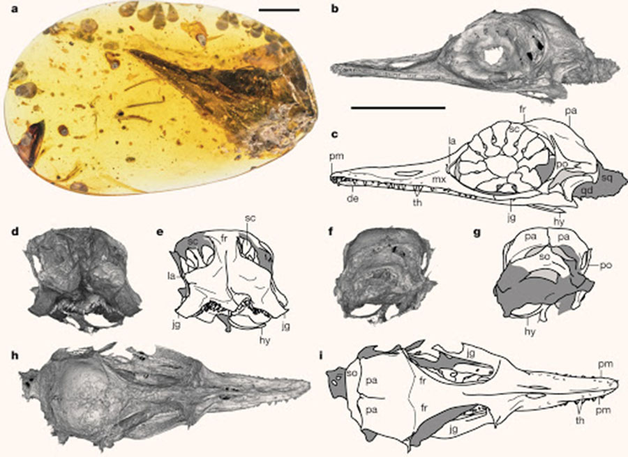 Photograph, computed tomography scans and interpretive drawings of the Oculudentavis khaungraaea specimen: (a) photograph of the amber piece with skull ventrolaterally exposed; scan (b) and drawing (c), left lateral view; scan (d) and drawing (e), rostral view; scan (f) and drawing (g), occipital view; scan (h) and drawing (i), dorsal view. Abbreviations: de – dentary, fr – frontal, hy – hyoid bone (or bones), jg – jugal, la – lacrimal, mx – maxilla, pa – parietal, pm – premaxilla, po – postorbital, qd – quadrate, sc – scleral ossicle, so – supraoccipital, sq – squamosal, th – teeth. Scale bars – 5 mm; longer scale bar below (b) applies to (b-i). Image credit: Xing et al, doi: 10.1038/s41586-020-2068-4.