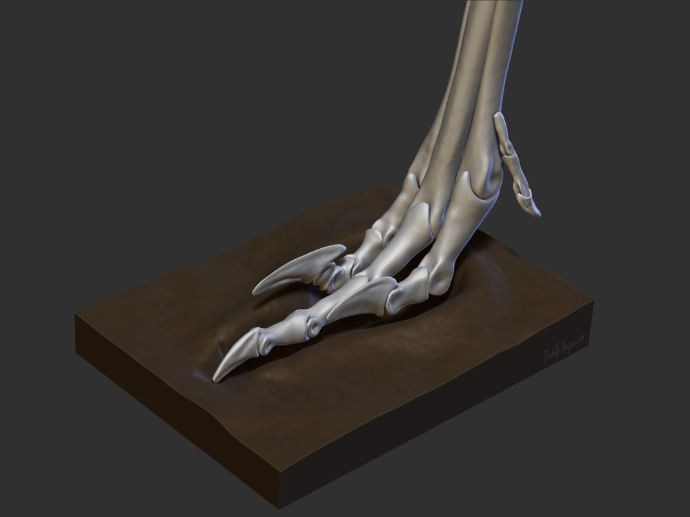 A digital reconstruction of Vespersaurus' foot helped scientists match it up to strange fossilized footprints found in the 1970s(Credit: Rodolfo Nogueira)