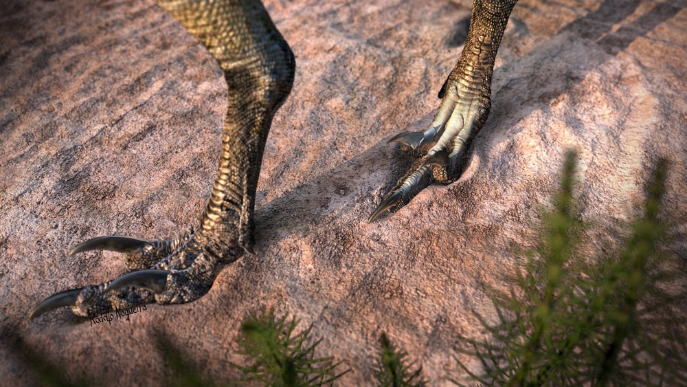 Vespersaurus walked around on one toe, holding the other two aloft to protect the sharp claws it used to hunt prey(Credit: Rodolfo Nogueira)