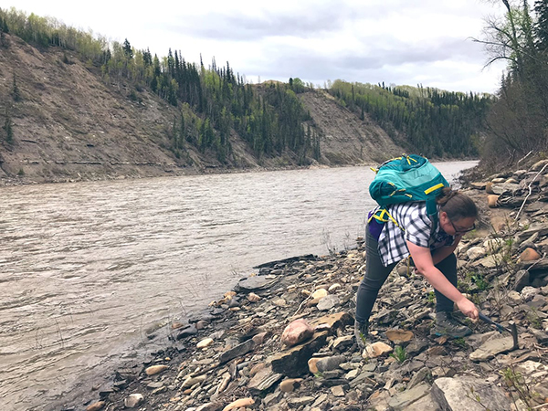 Victoria Arbour, a dinosaur expert at the Royal B.C. Museum, digs for fossils along the Pine River in northeastern B.C., where the ankylosaurian fossil bones were found 90 years ago. (Supplied by Victoria Arbour)